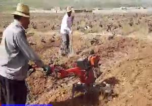 کار در باغات با شروع فصل بهار + فیلم