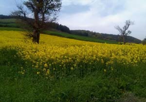 دشت زیبا و رویایی گل‌ها در روستای «شیرآباد» + فیلم و تصاویر