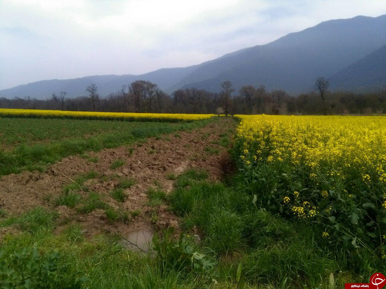 دشت زیبا و رویایی گل&zwnj;ها در روستای &laquo;شیرآباد&raquo; + فیلم