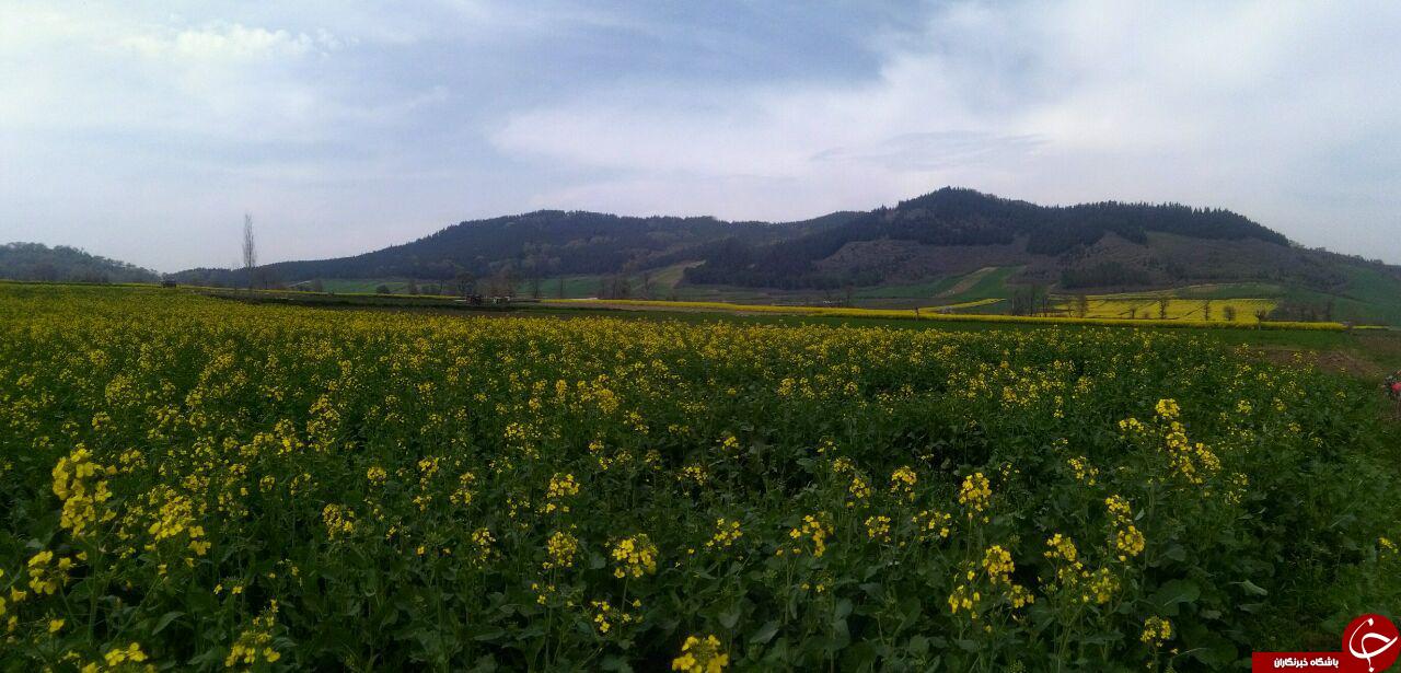 دشت زیبا و رویایی گل&zwnj;ها در روستای &laquo;شیرآباد&raquo; + فیلم