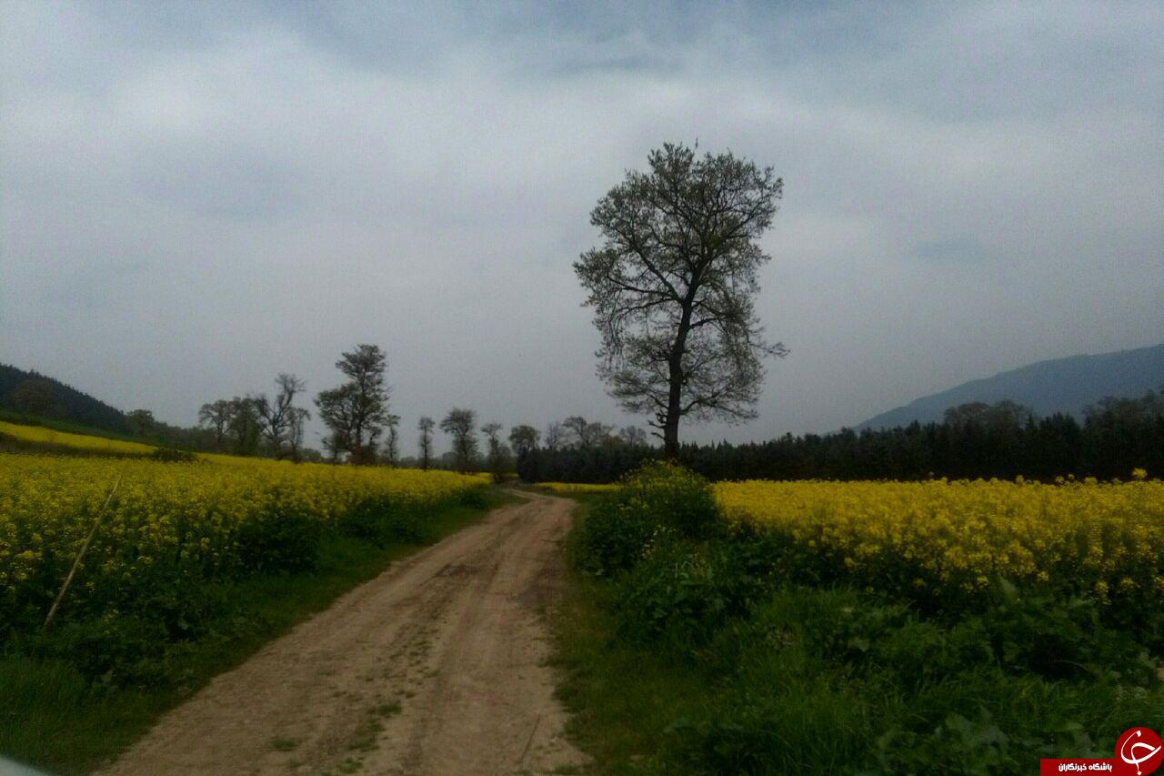 دشت زیبا و رویایی گل&zwnj;ها در روستای &laquo;شیرآباد&raquo; + فیلم