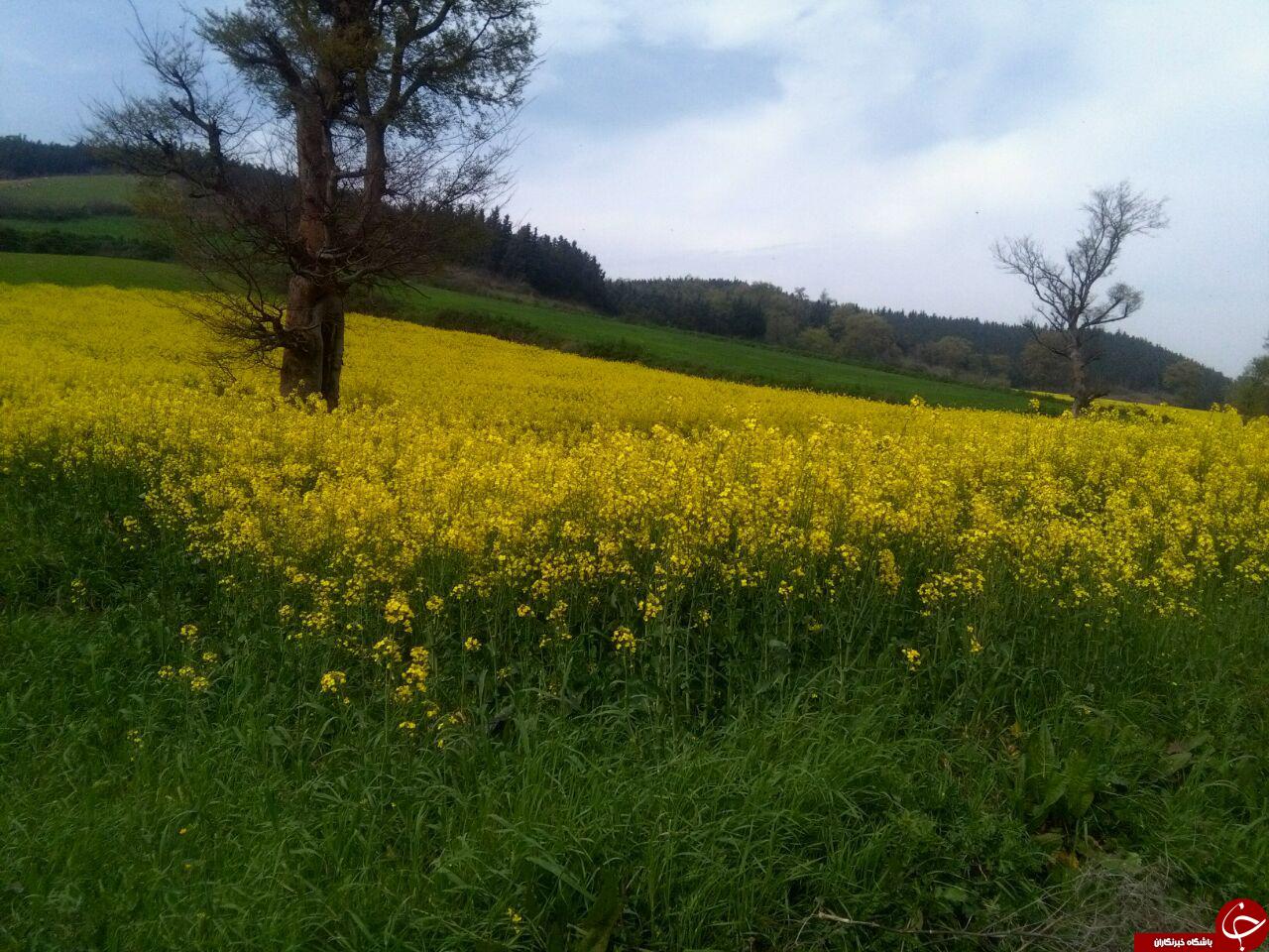 دشت زیبا و رویایی گل&zwnj;ها در روستای &laquo;شیرآباد&raquo; + فیلم