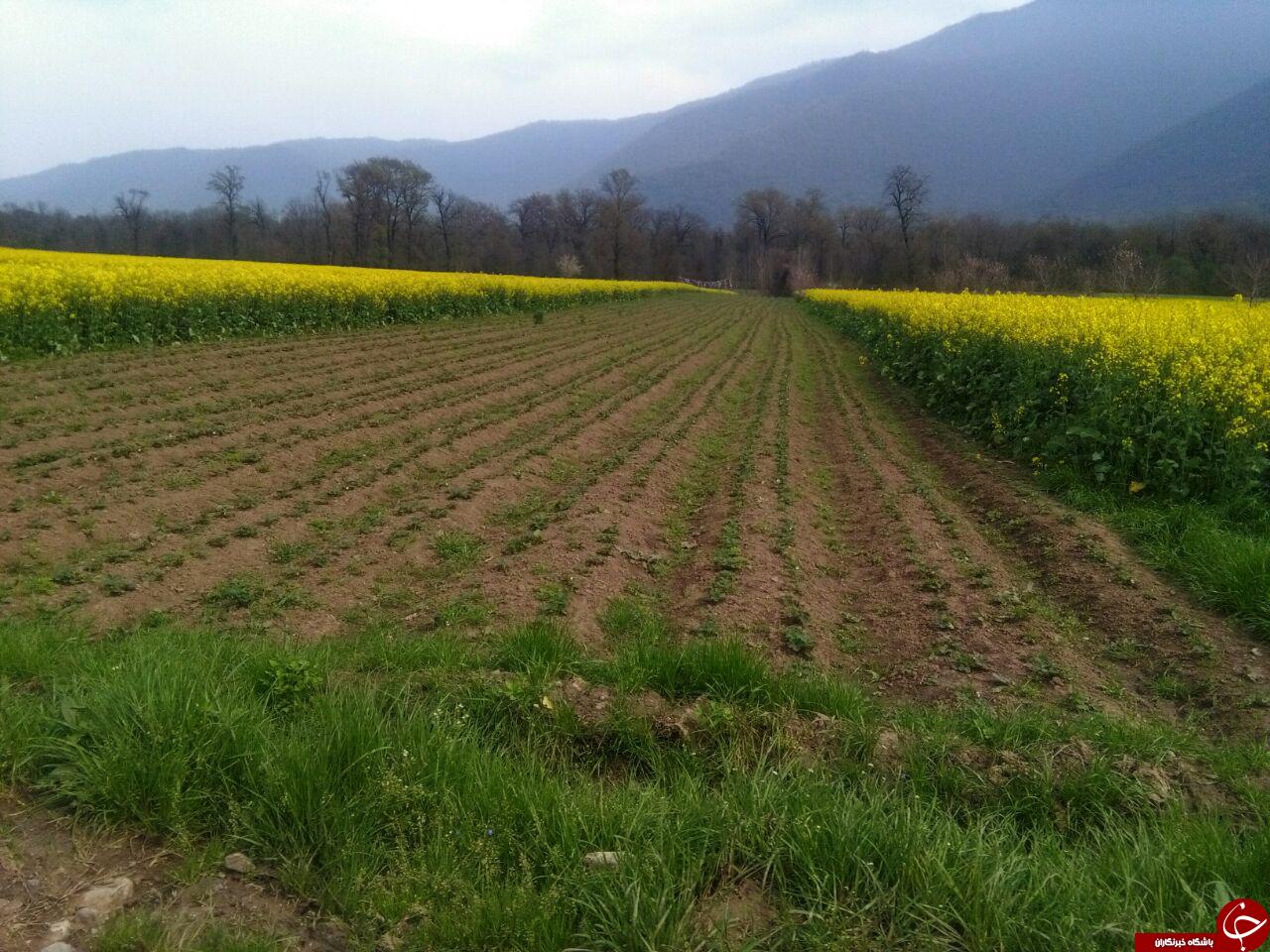 دشت زیبا و رویایی گل&zwnj;ها در روستای &laquo;شیرآباد&raquo; + فیلم