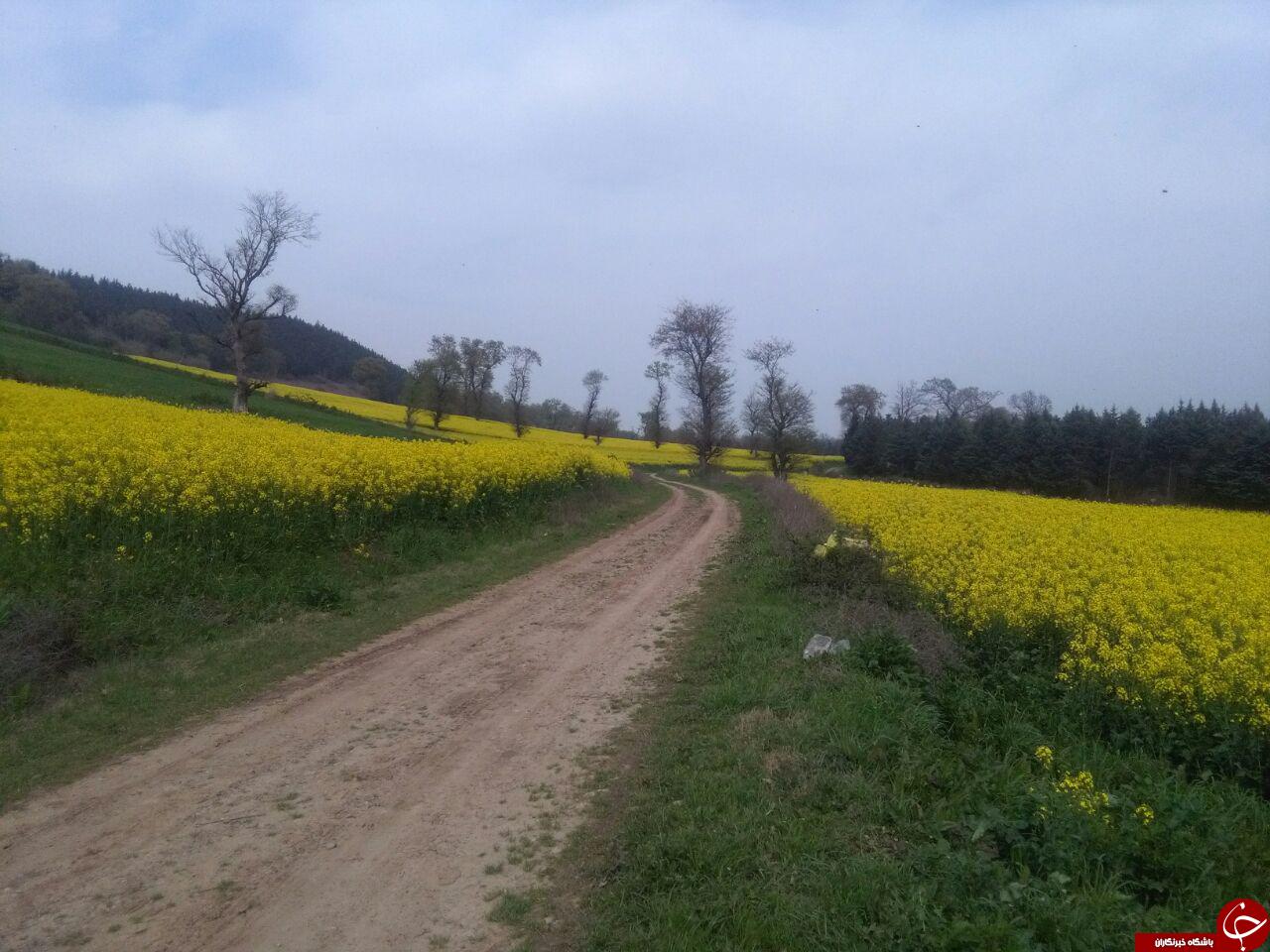 دشت زیبا و رویایی گل&zwnj;ها در روستای &laquo;شیرآباد&raquo; + فیلم