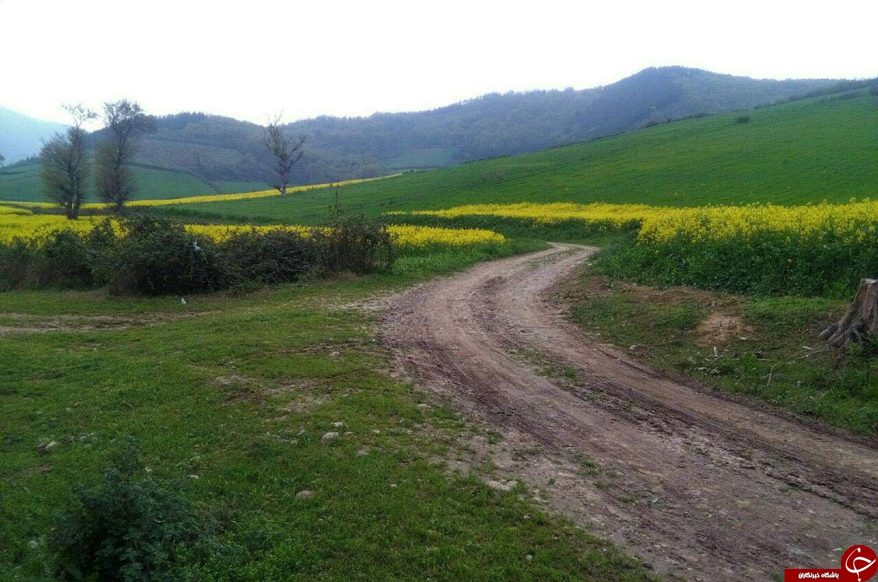 دشت زیبا و رویایی گل&zwnj;ها در روستای &laquo;شیرآباد&raquo; + فیلم