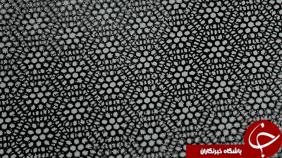 ویژه نوروز////////گرافن چگونه تبدیل به ابررسانا می&zwnj;شود؟