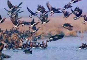 لرستان میزبان ۱۲.۵درصد پرندگان آبزی و کنارآبزی لیست قرمز IUCN