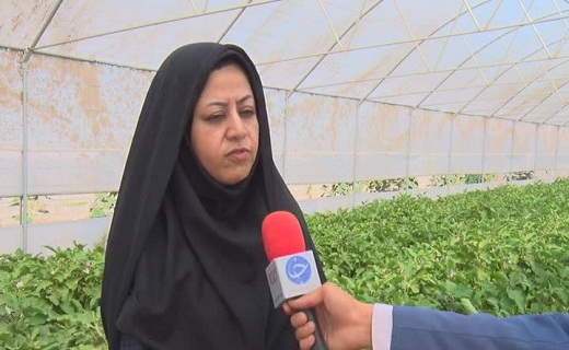 کشت گلخانه ای آلوئه ورا با ایجاد باران مصنوعی