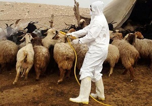 سمپاشی رایگان علیه انگل‌های دامی در آبیک