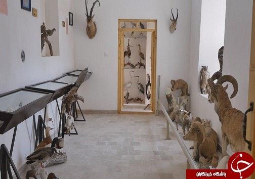 موزه فسیل بی بی مرادی، کم &zwnj;نظیرترین موزه فسیل در کشور