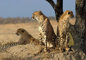 فرود اضطراری هواپیمای ماهان / دستگیری عاملان تیراندازی در عروسی / افزایش صادرات کالاهای غیرنفتی از بندرلنگه / مشاهده یوزپلنگ در پارک ملی توران