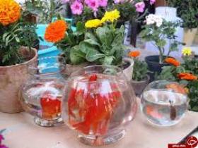 دریافت سبزه و ماهی در ازای پسماند خشک