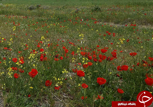 مرز گلستان خانه شقایق&zwnj;های وحشی