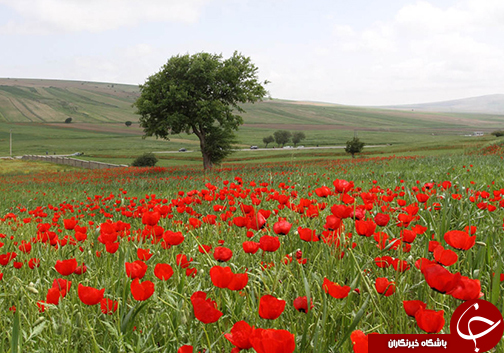 مرز گلستان خانه شقایق&zwnj;های وحشی