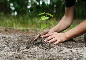 بیش از 4 هزار نهال در اهواز به گل نشست