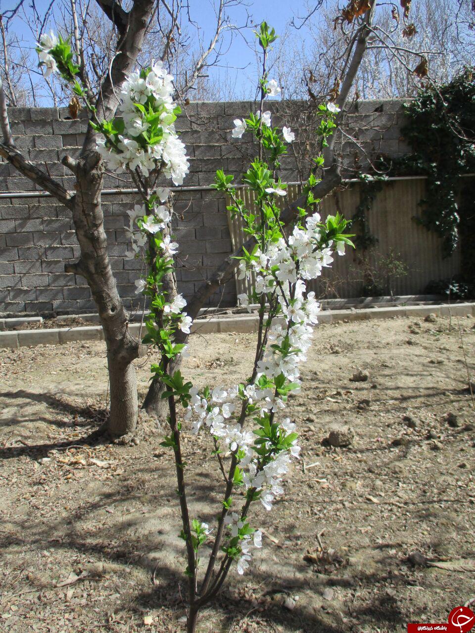 شکوفه&zwnj;های زیبای بهاری در آستانه سال نو + تصاویر