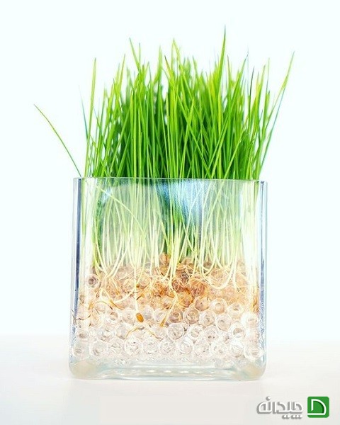 مدل های جدید تزئین سبزه عیدانه +تصاویر مدل های جدید تزئین سبزه عیدانه +تصاویر