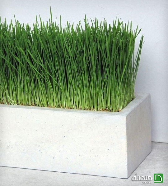 مدل های جدید تزئین سبزه عیدانه +تصاویر مدل های جدید تزئین سبزه عیدانه +تصاویر