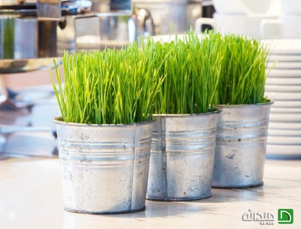 مدل های جدید تزئین سبزه عیدانه +تصاویر مدل های جدید تزئین سبزه عیدانه +تصاویر