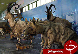 موزه حیات وحش آموزش و پرورش لرستان در ایام نوروز پذیرای علاقمندان