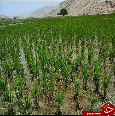 آوای روح نواز طبیعت در منطقه سادات حسینی