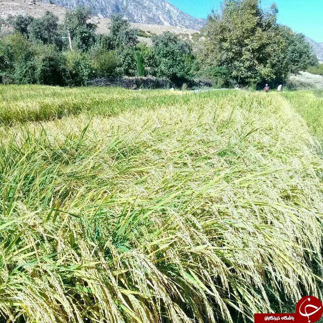 آوای روح نواز طبیعت در منطقه سادات حسینی
