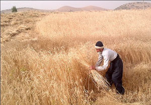14هزار میلیارد ریال غرامت جبران خسارت کشاورزی در سال ۹۶ پرداخت شد