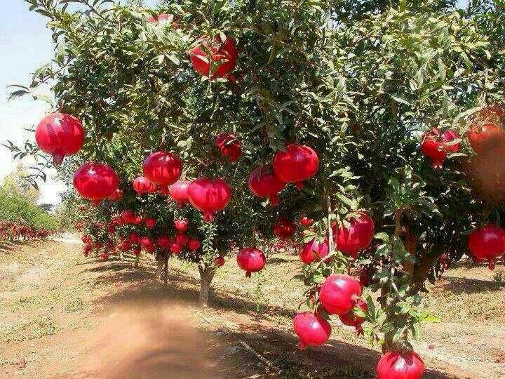 طبیعت زیبای منطقه گردشگری منگره در اندیمشک
