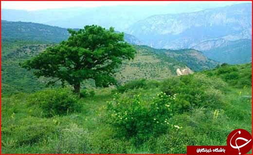 روستای ییلاقی دشت روستای ییلاقی دشت