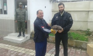 نجات سارگپه استپی مصدوم در آستانه اشرفیه