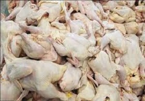 کشف ۲۵ کیلوگرم مرغ و ماهی فاسد در قزوین
