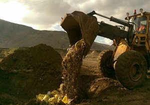 دفن بهداشتی تلفات طیور رها شده در قزوین