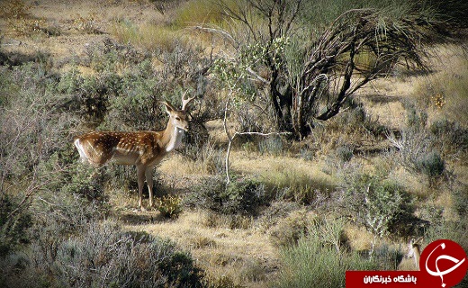 جاذبه&zwnj;های گردشگری شهرستان خاتم میزبان گردشگران در ایام نوروز