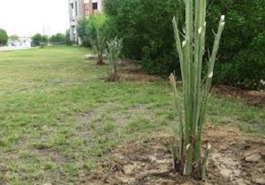 توزیع نهال خرما در آبادان