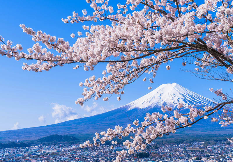 طبیعت بسیار جذاب ژاپن در بهار+تصاویر