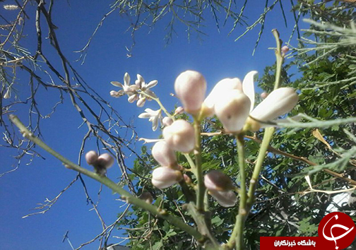 بدرقه زمستان و تولد بهار با جشن نوروز به رسم شیرازی&zwnj;ها + تصاویر