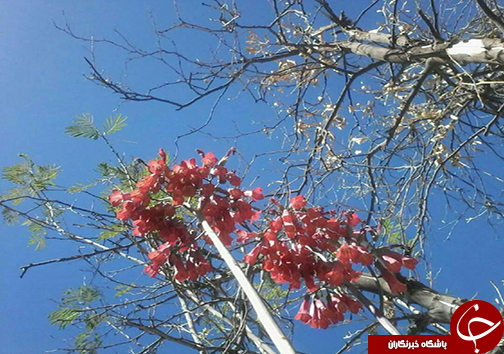 بدرقه زمستان و تولد بهار با جشن نوروز به رسم شیرازی&zwnj;ها + تصاویر