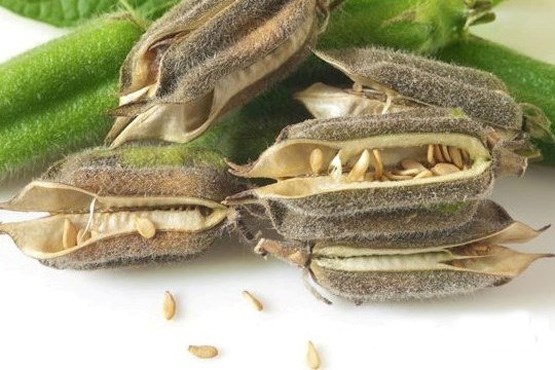 خواص شگفت انگیز &laquo;دانه کنجد&raquo; برای سلامتی +تصاویر
