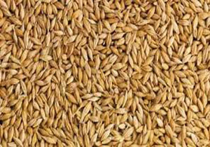 توزیع 160 تن جو یارانه ای در روستاهای پایلوت منارید