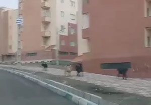 خیابان‌های مسکن مهر ماهدشت جولانگاه سگ‌های ولگرد شد + فیلم