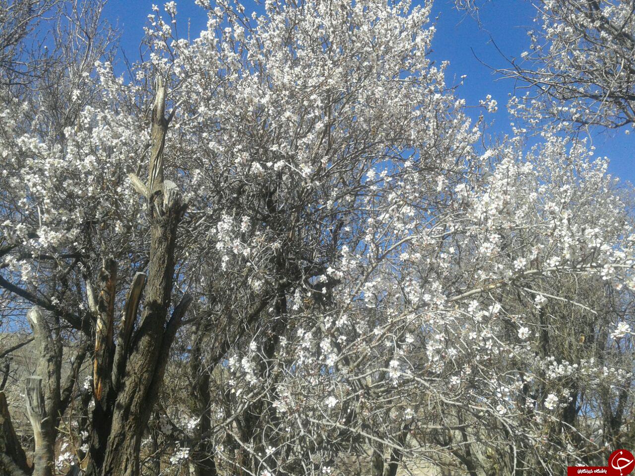 شکوفایی درختان بادام در فصل زمستان + تصویر