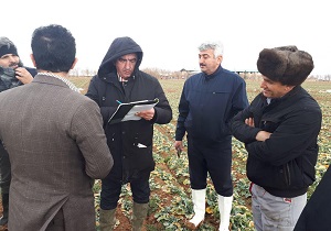 بازدید کارشناسان خارجی از مزارع کلزا در استان قزوین