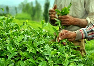 چای،ظرفیتی مستعد و بالقوه در توسعه صادرات غیر نفتی/فرصت سوزی ادامه دار در کشت و تولید چای