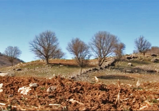 مرد خیرخواهی که به جنگل&zwnj;های خوزستان، جانی دوباره بخشید + فیلم