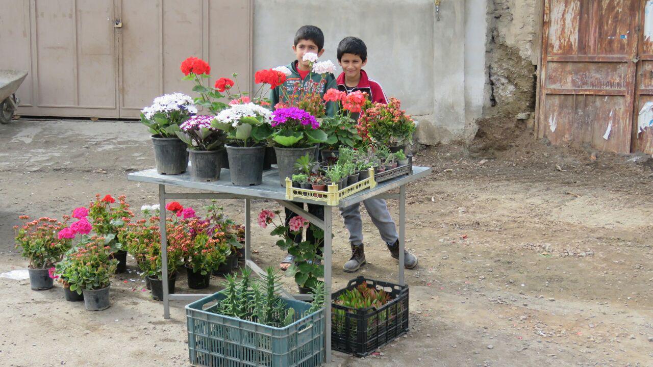 برگزاری آیین سمنو پزی در محله حصارسرخ  بخش شاندیز
