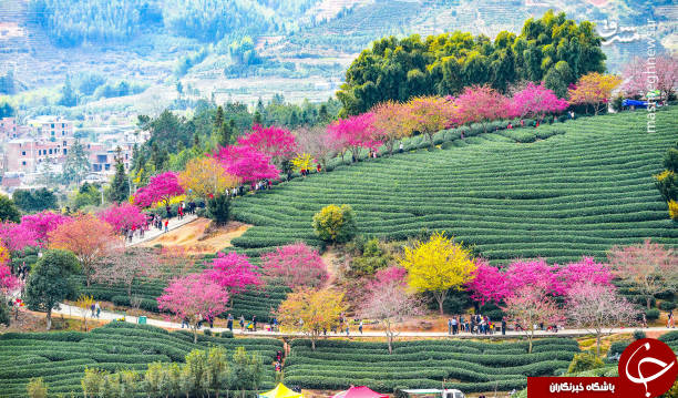 شکوفه زدن درختان گیلاس +تصاویر