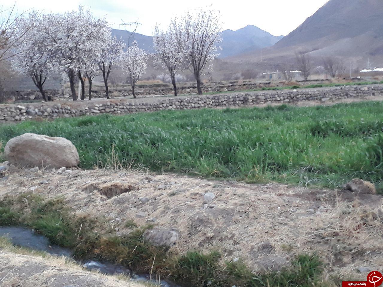 تصاویری از شکوفایی درختان بادام در روستای طرز