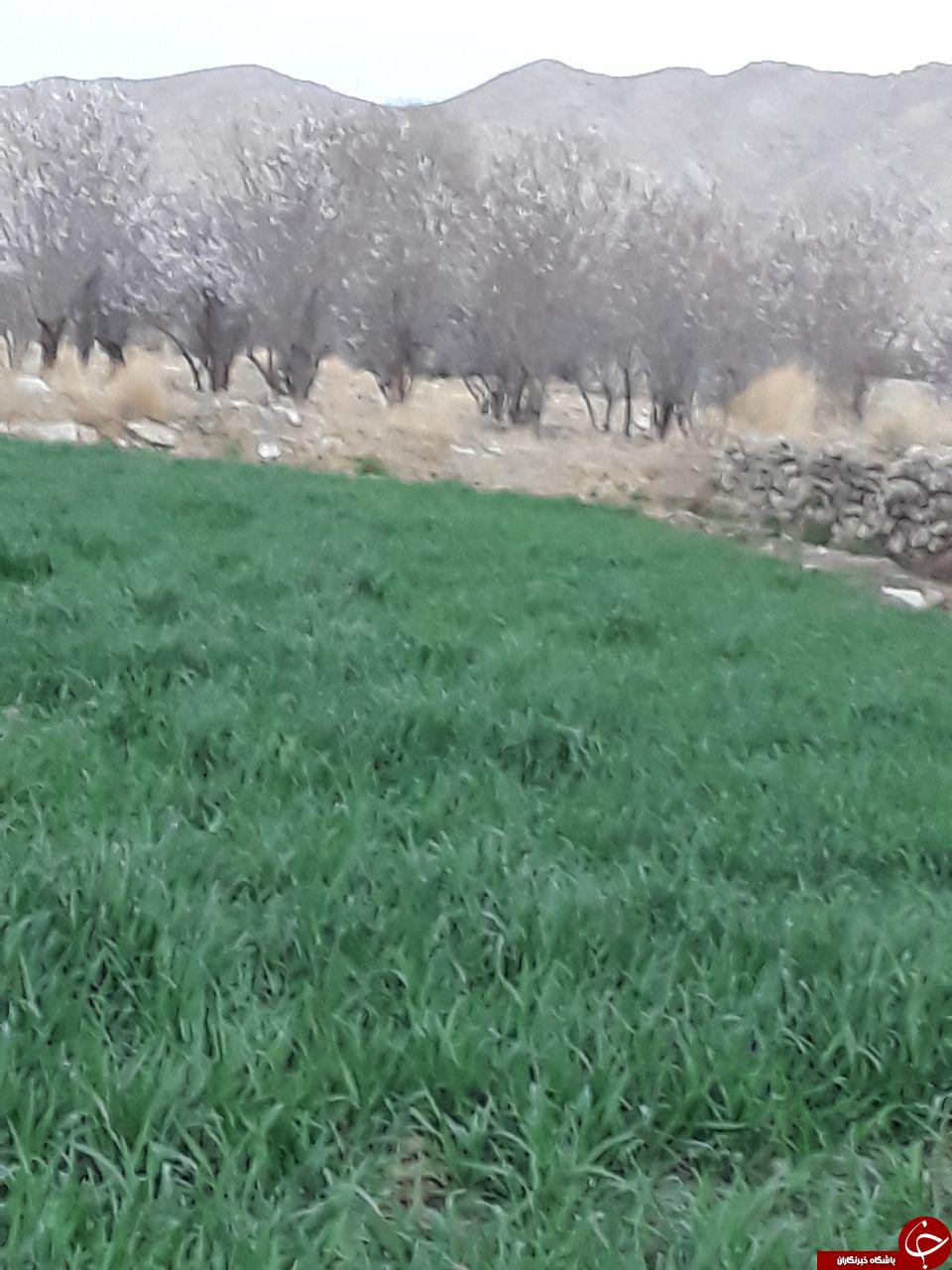 تصاویری از شکوفایی درختان بادام در روستای طرز
