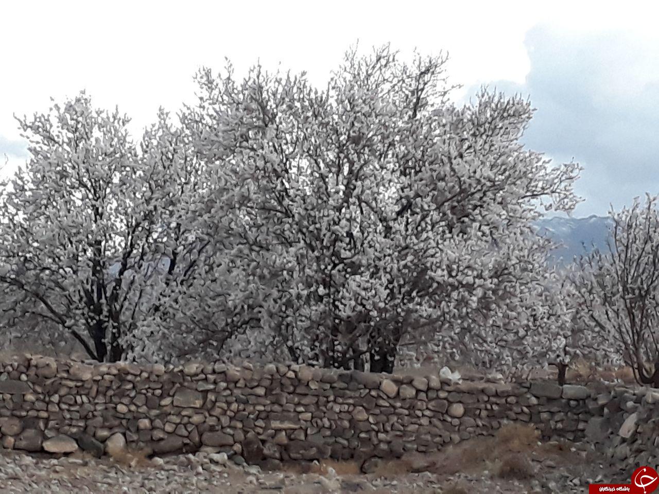 تصاویری از شکوفایی درختان بادام در روستای طرز
