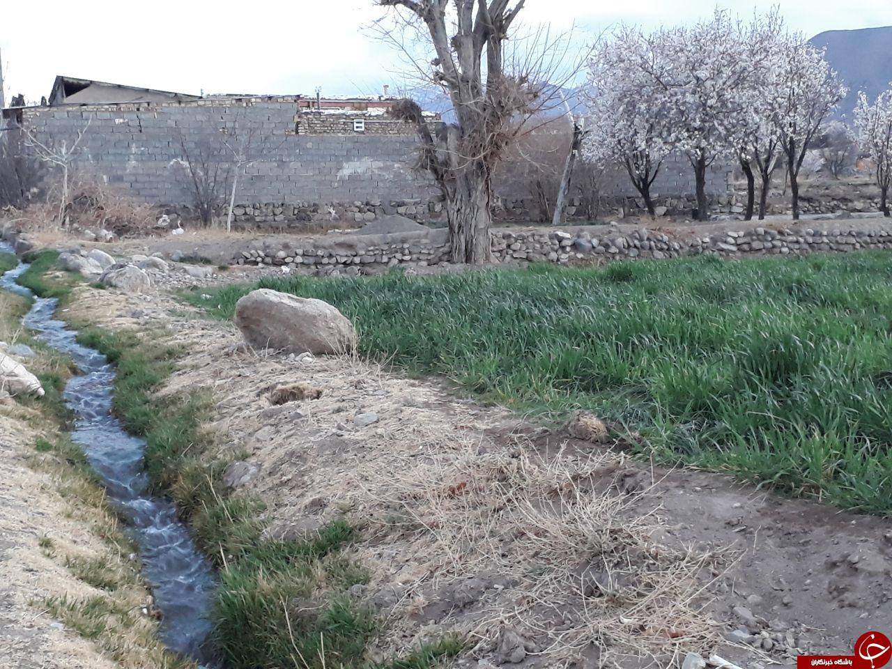 تصاویری از شکوفایی درختان بادام در روستای طرز